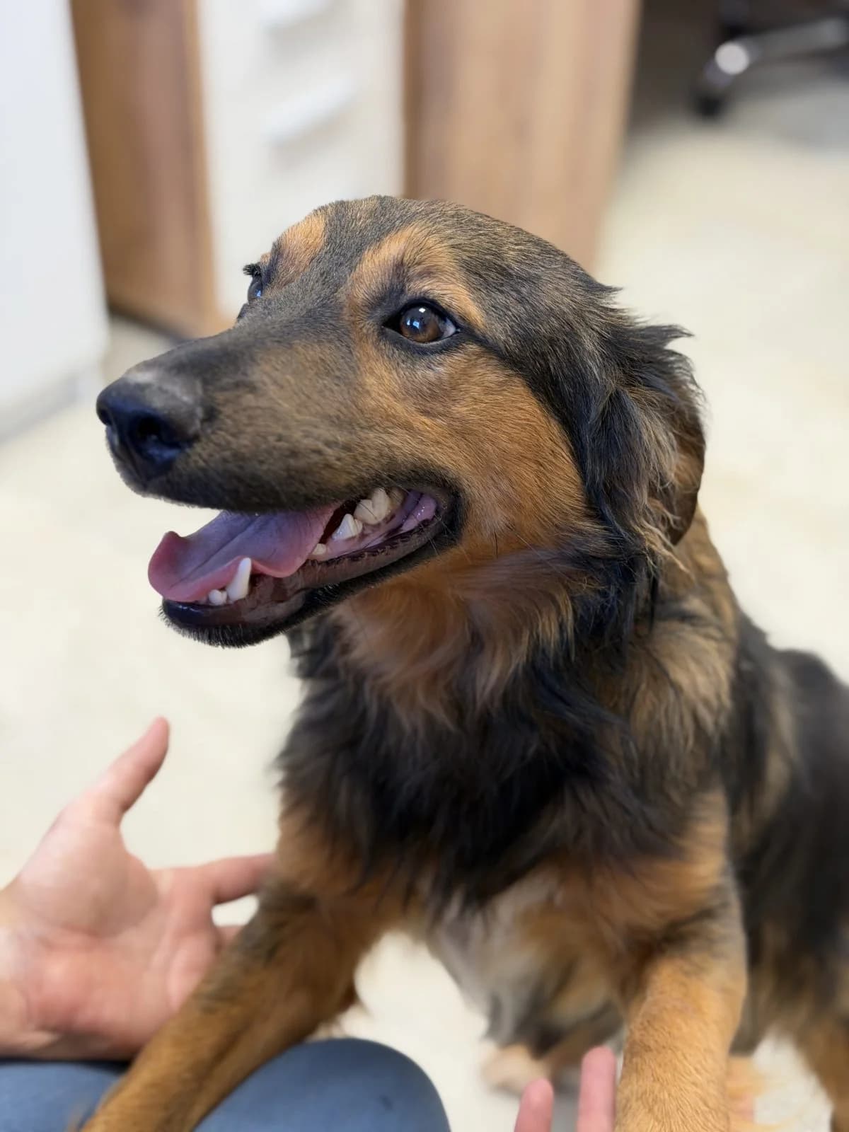 Stipe, schwarz.braun male puppy Mixed Breed for adoption at Einsame Pfoten Zadar e.V., Niederdreisbach