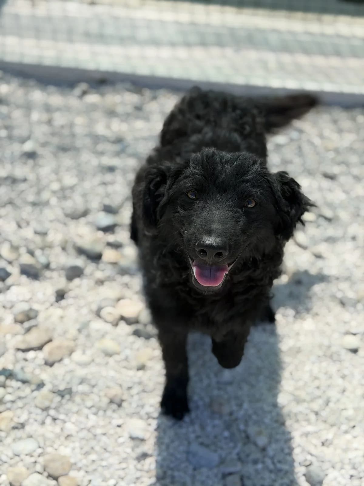 Toni, schwarz male puppy Mixed Breed for adoption at Einsame Pfoten Zadar e.V., Niederdreisbach