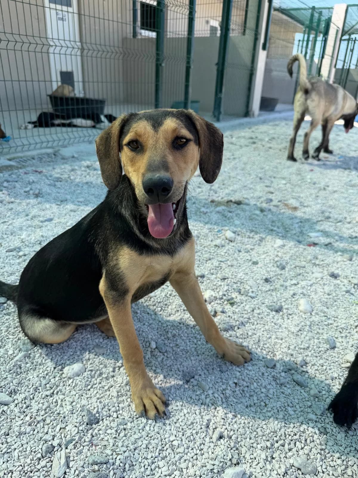 Zora, braun-schwarz female puppy Mixed Breed for adoption at Einsame Pfoten Zadar e.V., Niederdreisbach