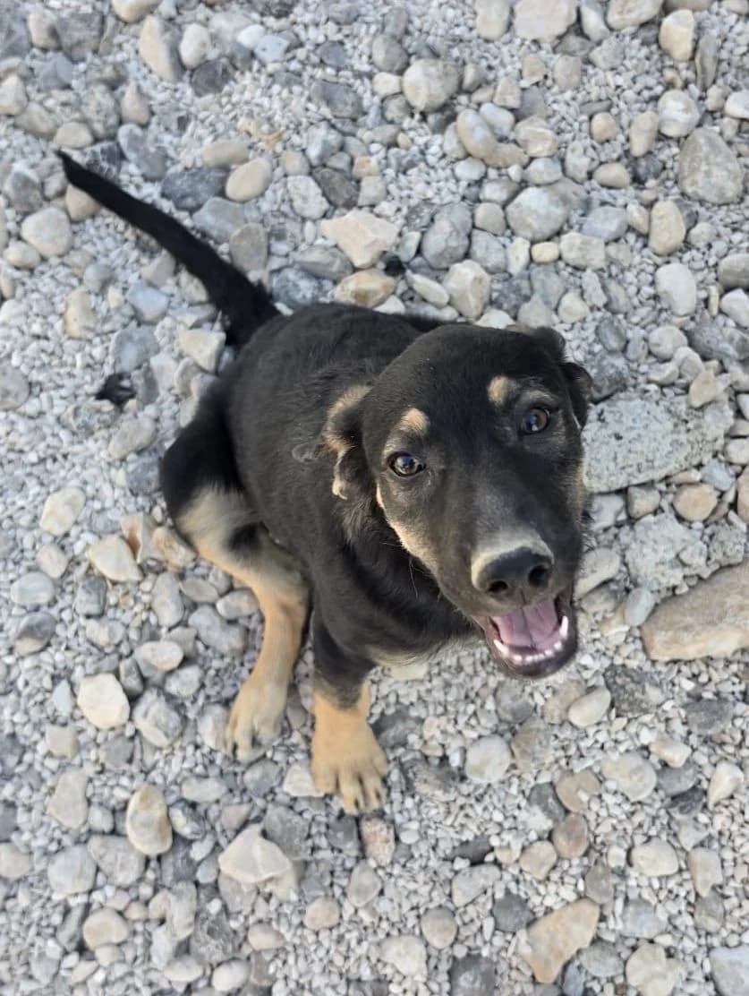 Tomi, schwarz-braun male puppy Mixed Breed for adoption at Einsame Pfoten Zadar e.V., Niederdreisbach
