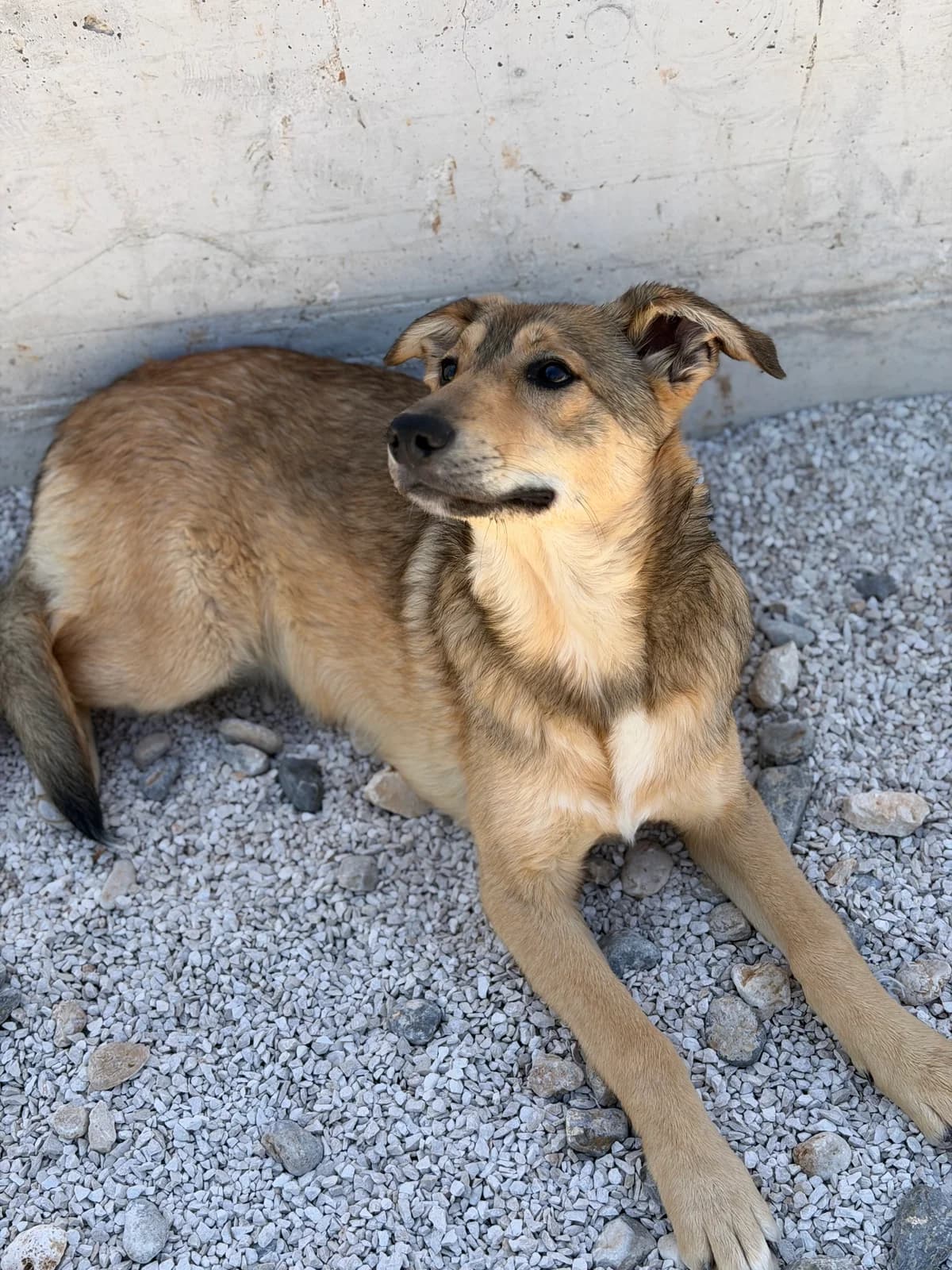 Cassy, hellbraun-schwarz female puppy Mixed Breed for adoption at Einsame Pfoten Zadar e.V., Niederdreisbach
