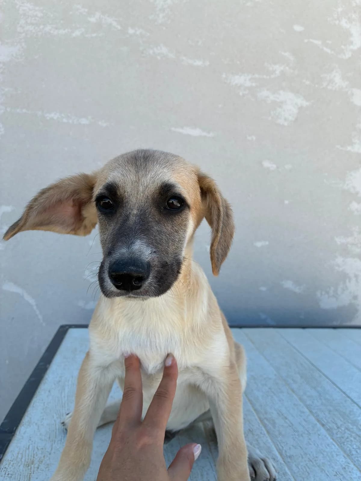 Zeldar, Beige male puppy Mixed Breed for adoption at Einsame Pfoten Zadar e.V., Niederdreisbach