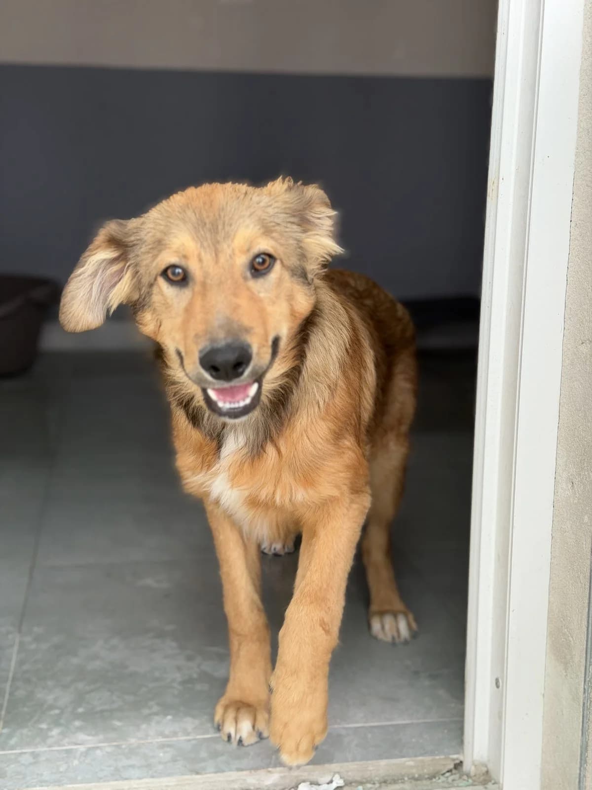 Colin, hellbraun-schwarz male puppy Mixed Breed for adoption at Einsame Pfoten Zadar e.V., Niederdreisbach