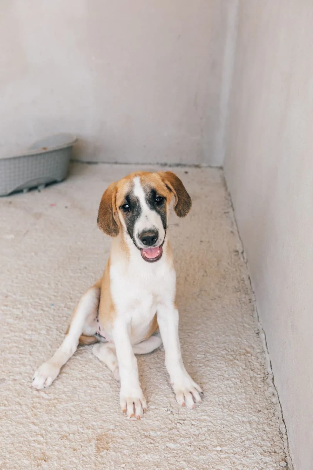 Marta, braun-weiร female puppy Mixed Breed for adoption at Einsame Pfoten Zadar e.V., Niederdreisbach