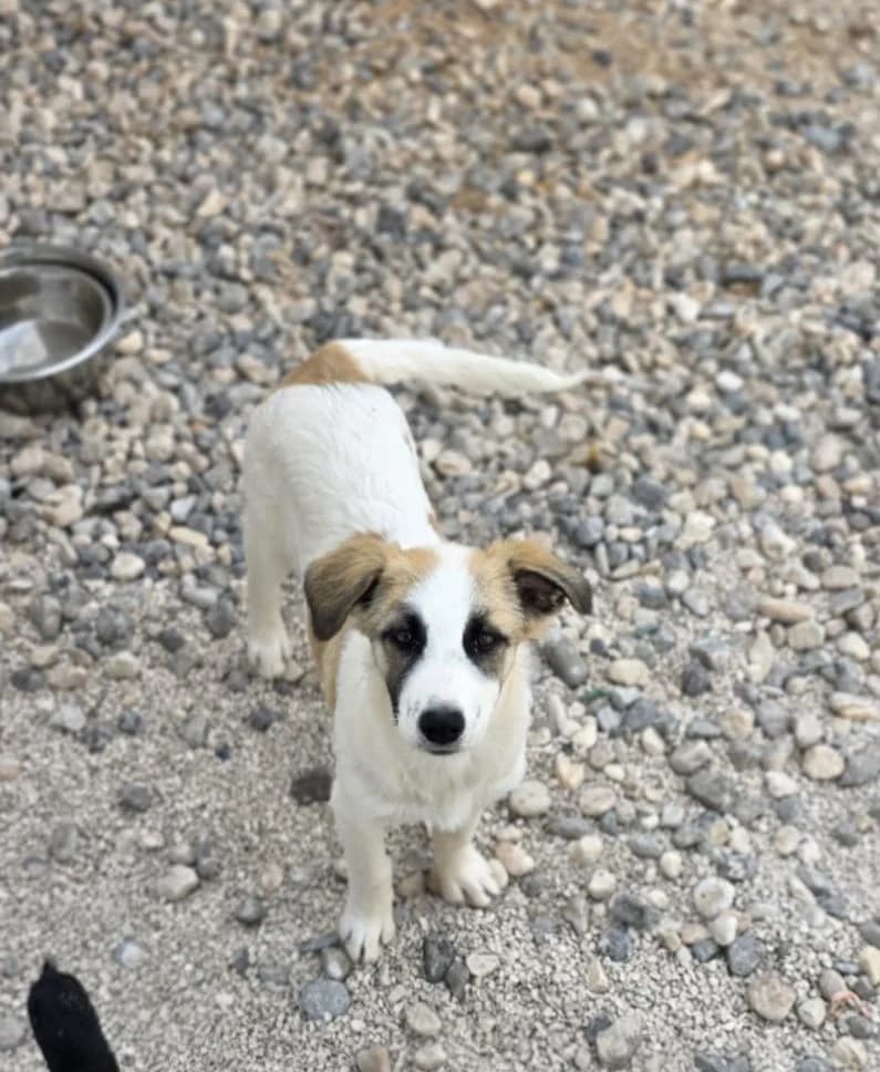 Hela, weiß-braun female puppy Mixed Breed for adoption at Einsame Pfoten Zadar e.V., Niederdreisbach