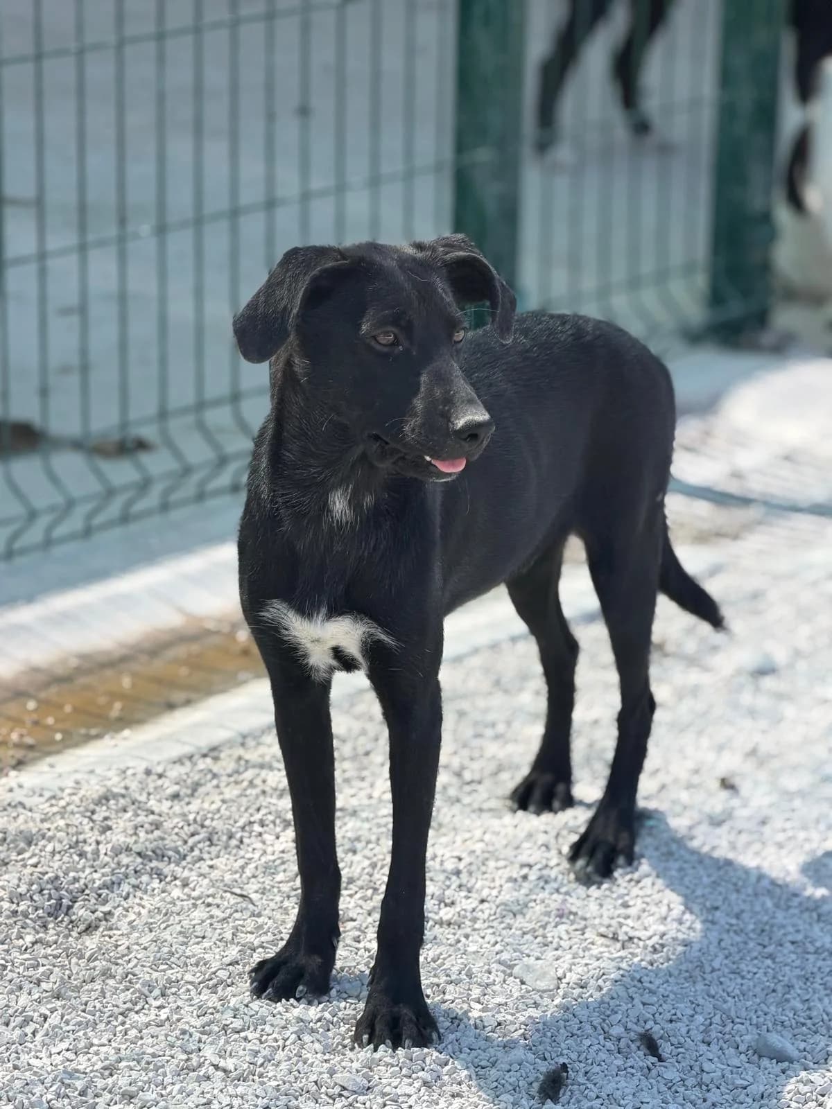 Bono, schwarz-weiß male puppy Mixed Breed for adoption at Einsame Pfoten Zadar e.V., Niederdreisbach