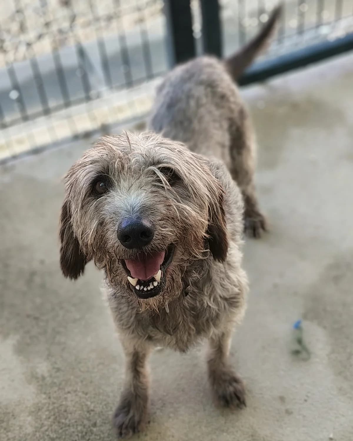 Tome, grau male senior Mixed Breed for adoption at Einsame Pfoten Zadar e.V., Niederdreisbach