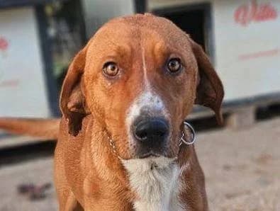 Danny, hellbraun-weiß male young Mixed Breed for adoption at Einsame Pfoten Zadar e.V., Niederdreisbach
