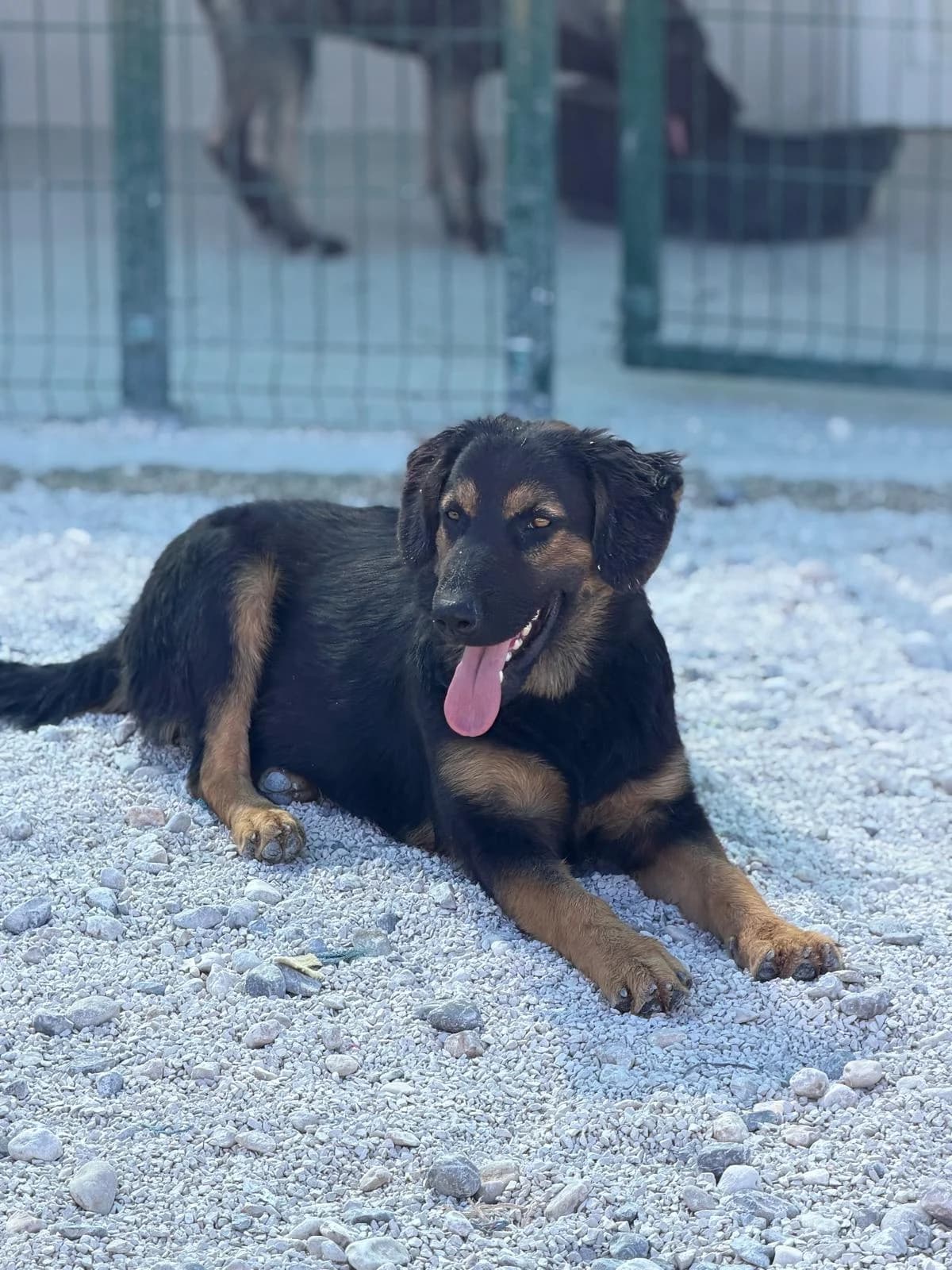 Demi, schwarz-hellbraun female puppy Mixed Breed for adoption at Einsame Pfoten Zadar e.V., Niederdreisbach