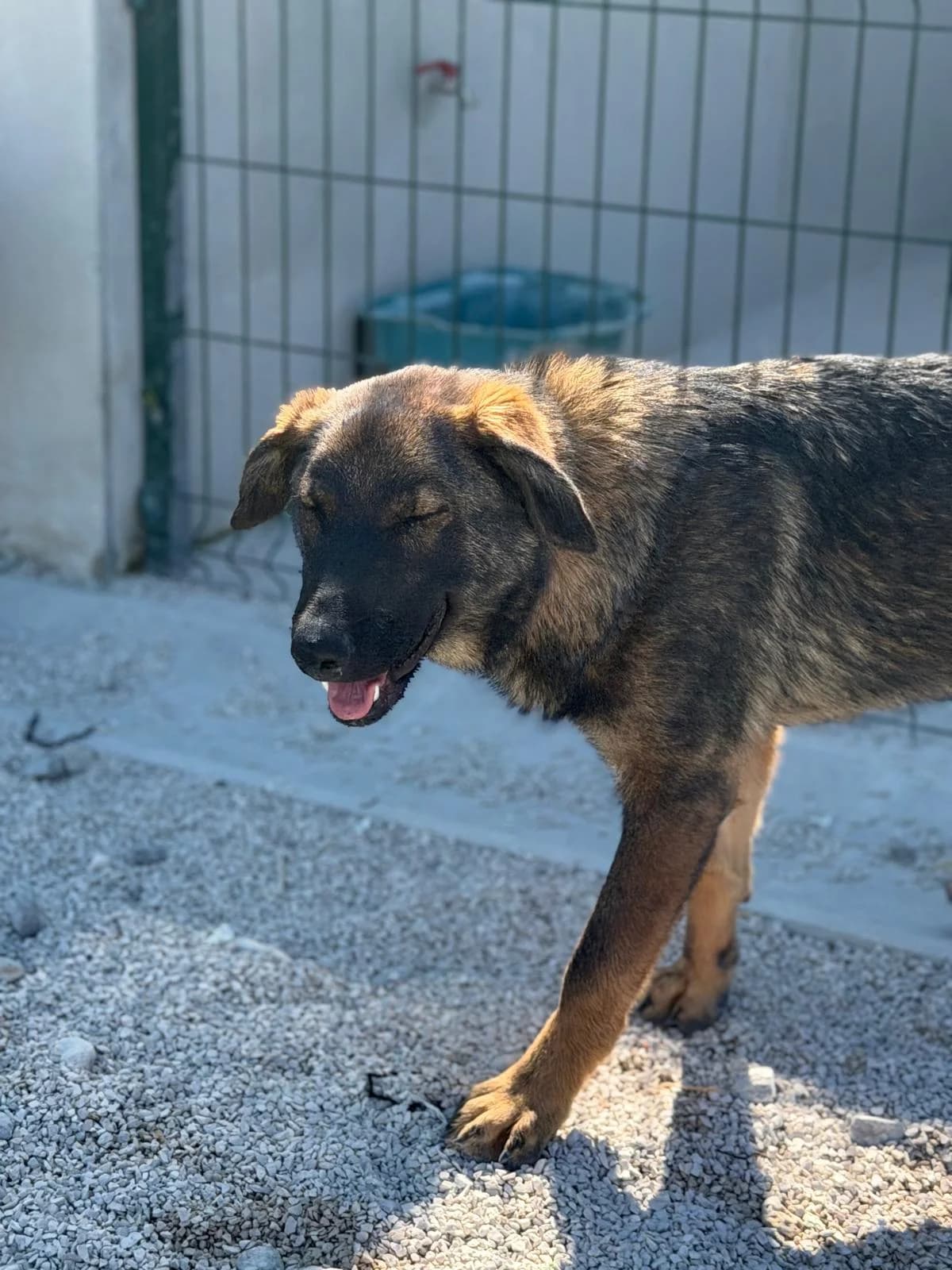 Dolly, hellbraun-schwarz female puppy Mixed Breed for adoption at Einsame Pfoten Zadar e.V., Niederdreisbach