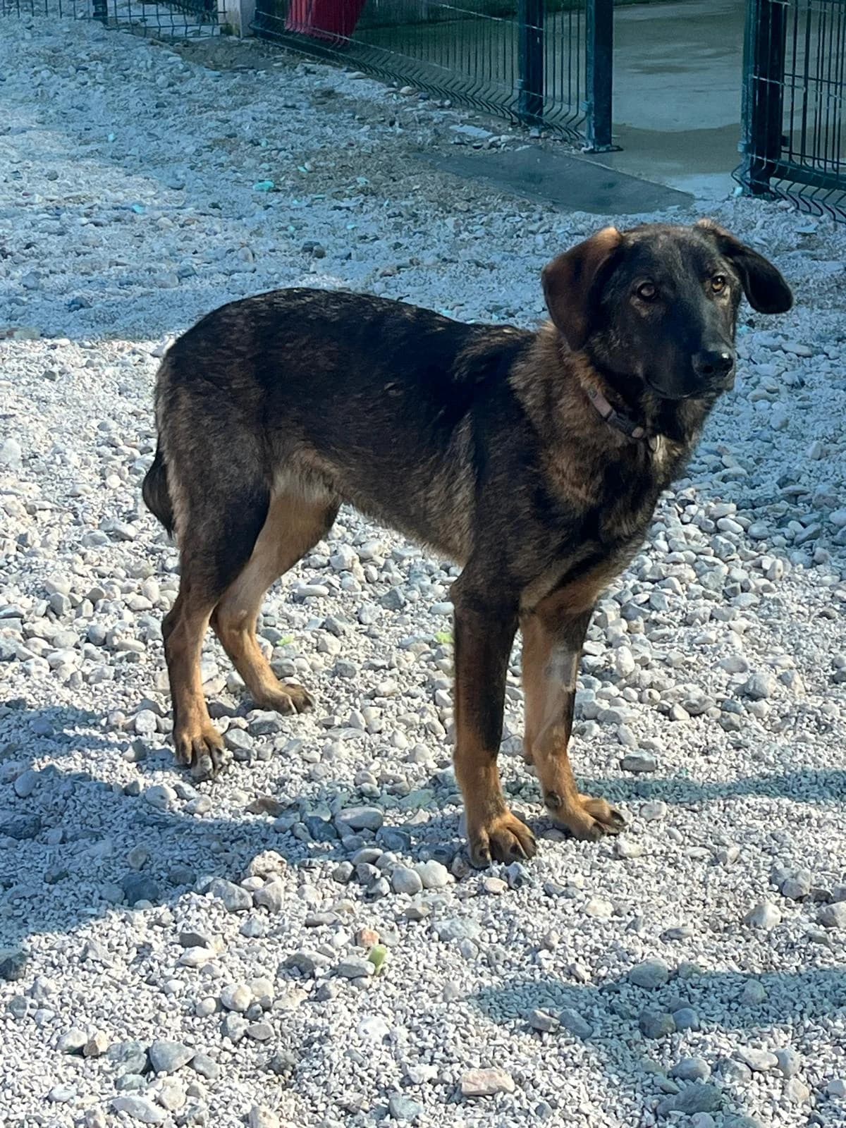 Dolly, hellbraun-schwarz female puppy Mixed Breed for adoption at Einsame Pfoten Zadar e.V., Niederdreisbach