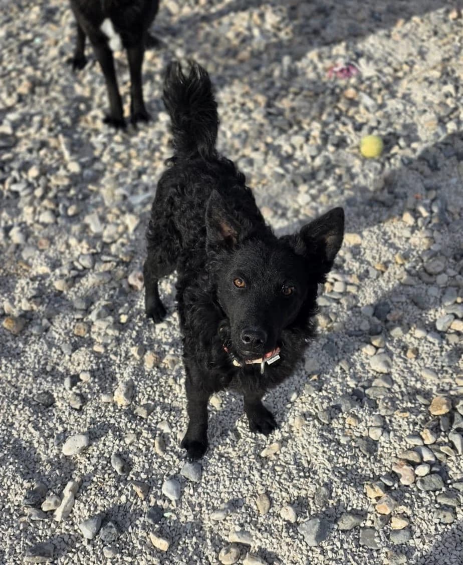 Jany, schwarz female puppy Mixed Breed for adoption at Einsame Pfoten Zadar e.V., Niederdreisbach