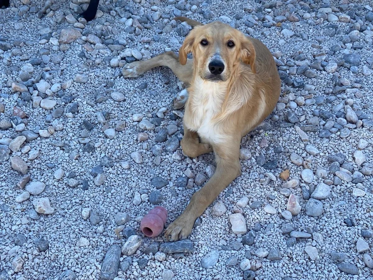 Brik, hellbraun male puppy Mixed Breed for adoption at Einsame Pfoten Zadar e.V., Niederdreisbach