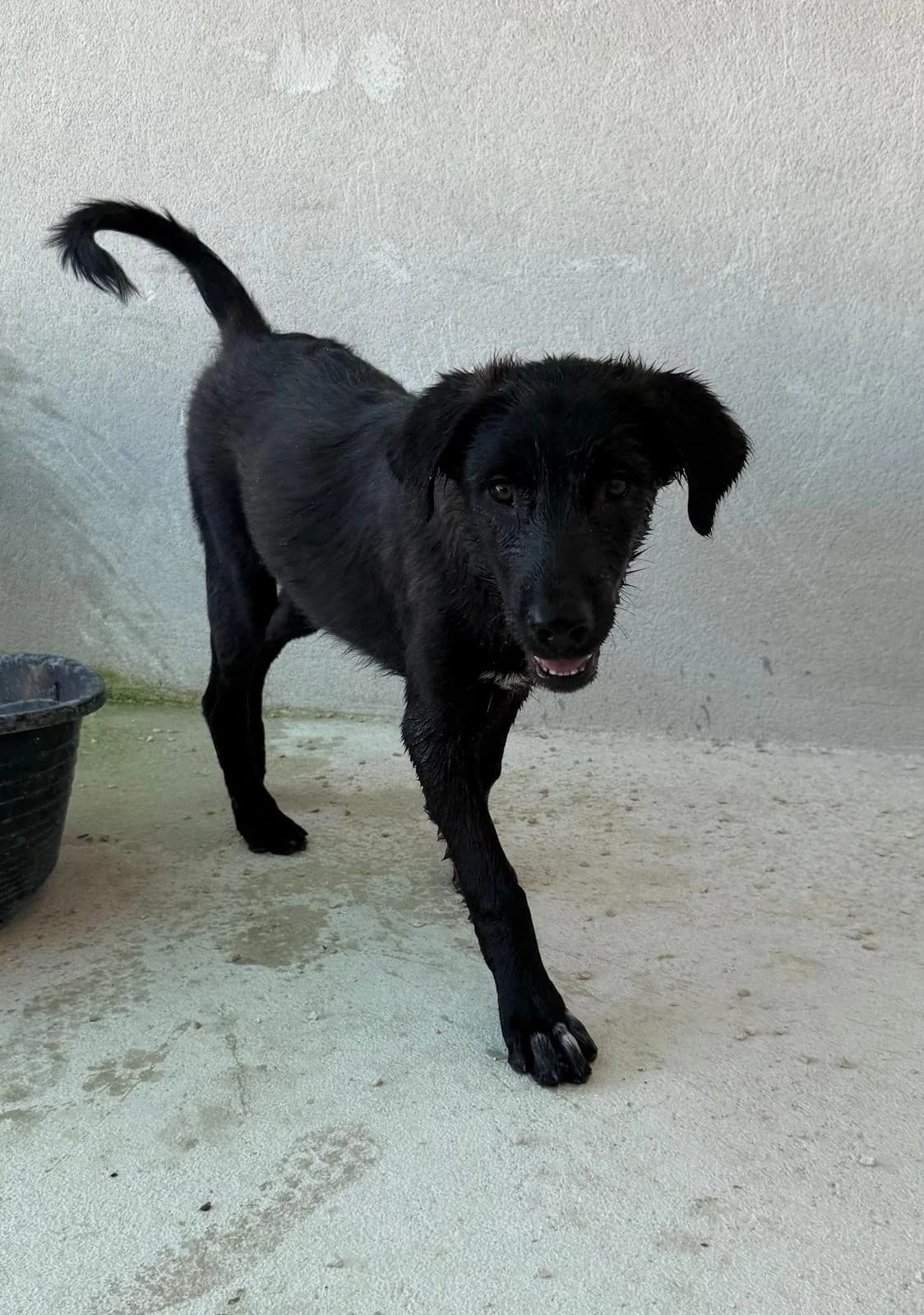 Zoki, schwarz-weiß male puppy Mixed Breed for adoption at Einsame Pfoten Zadar e.V., Niederdreisbach