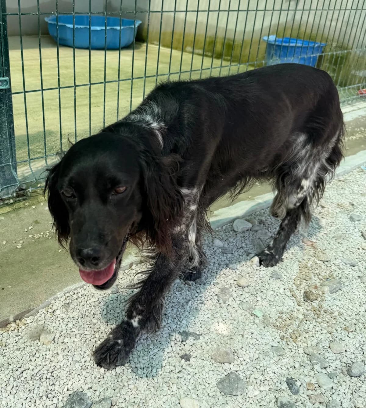 Nova, schwarz-weiß-grau female 5yo Mixed Breed for adoption at Einsame Pfoten Zadar e.V., Niederdreisbach