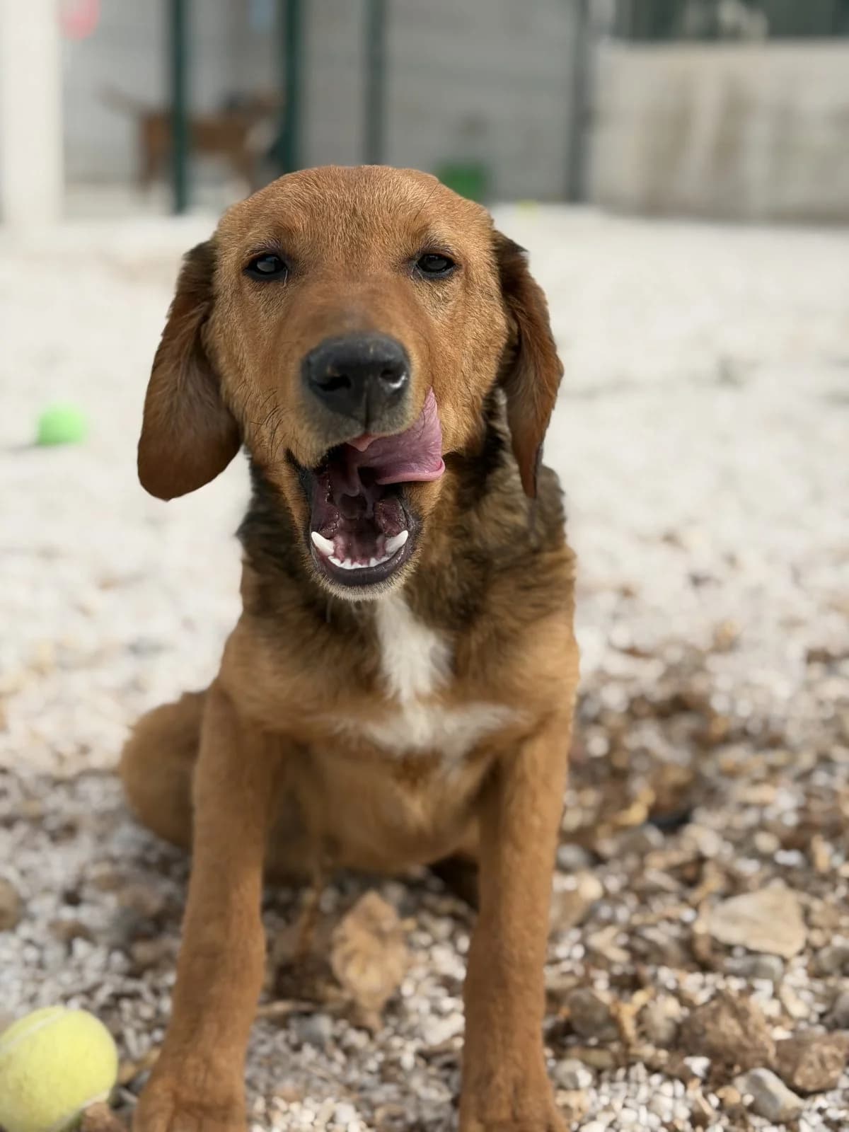 Finn, hellbraun-weiß male puppy Mixed Breed for adoption at Einsame Pfoten Zadar e.V., Niederdreisbach