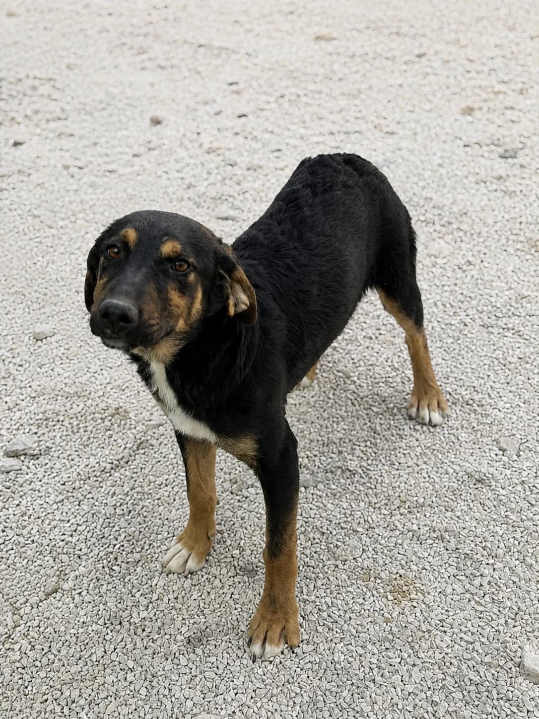 Franzi, schwarz-hellbraun-weiß female puppy Mixed Breed for adoption at Einsame Pfoten Zadar e.V., Niederdreisbach