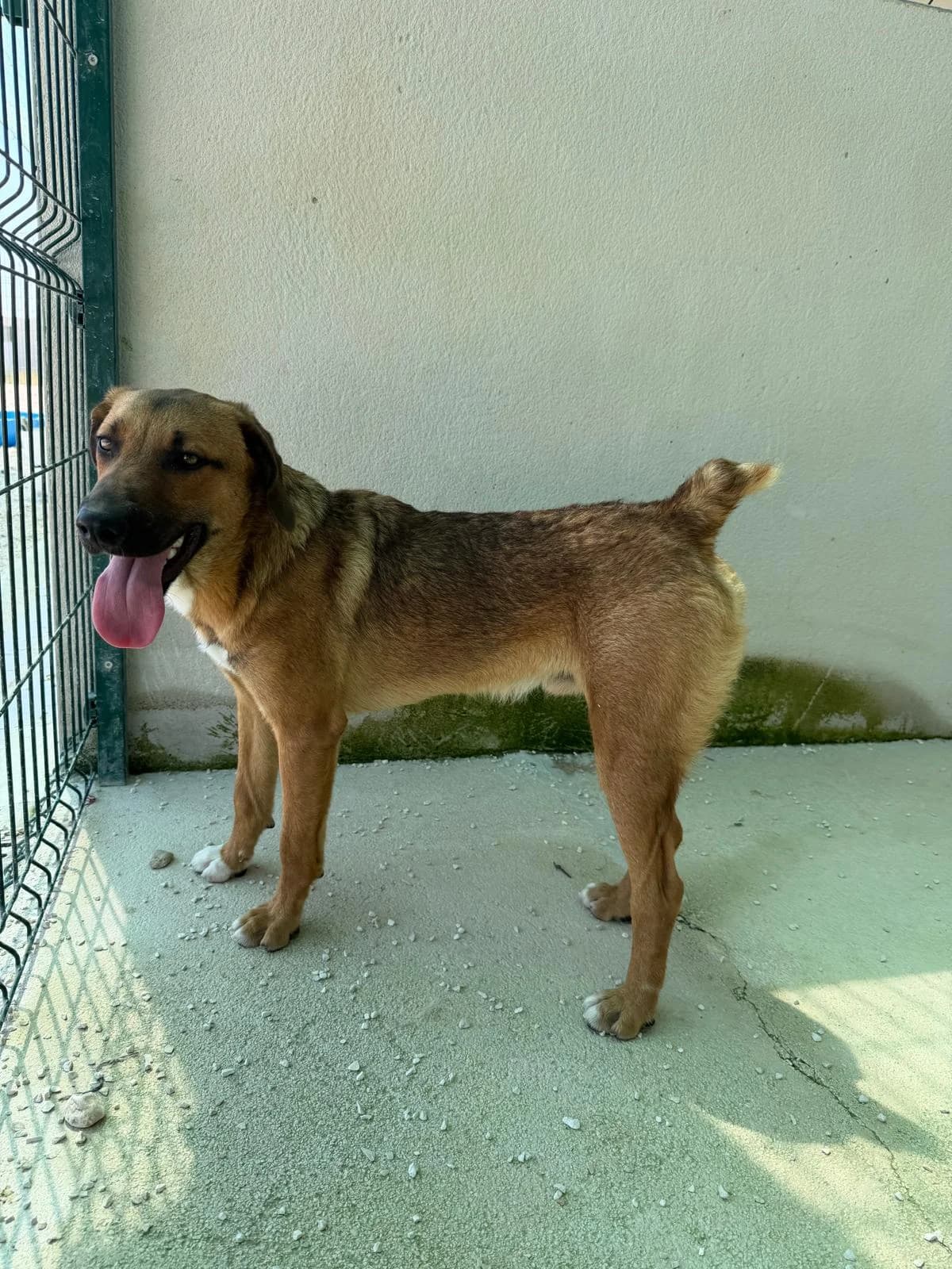 Frodo, hellbraun male puppy Mixed Breed for adoption at Einsame Pfoten Zadar e.V., Niederdreisbach