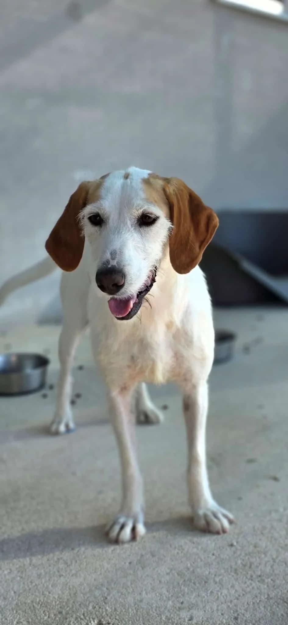 Hedda, weiß-hellbraun female young Mixed Breed for adoption at Einsame Pfoten Zadar e.V., Niederdreisbach