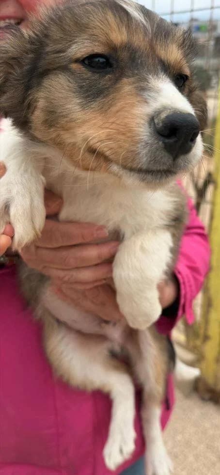 Henry, schwarz-weiß-hellbraun male puppy Mixed Breed for adoption at Einsame Pfoten Zadar e.V., Niederdreisbach
