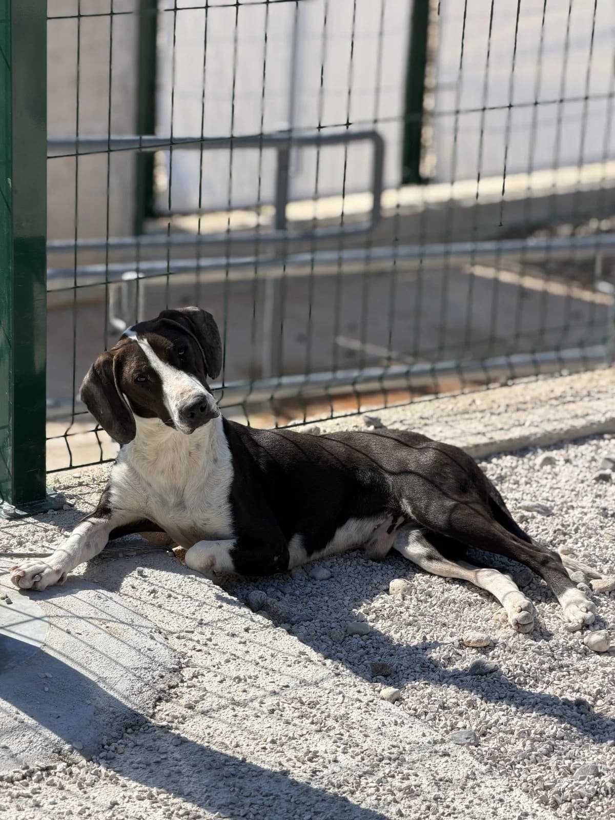 Juri, schwarz-weiß male young Mixed Breed for adoption at Einsame Pfoten Zadar e.V., Niederdreisbach