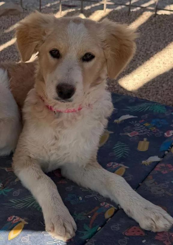 Lotti, weiß-cremefarben female puppy Mixed Breed for adoption at Einsame Pfoten Zadar e.V., Niederdreisbach