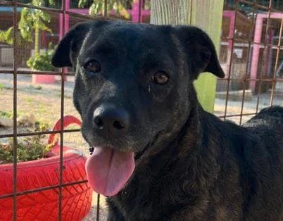 Neta, schwarz-hellbraun female 3yo Mixed Breed for adoption at Einsame Pfoten Zadar e.V., Niederdreisbach