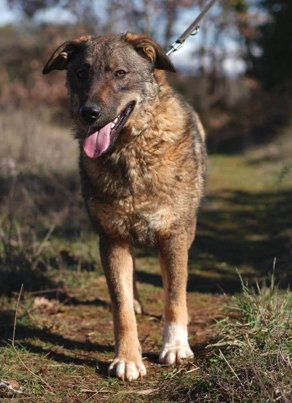 Paulina, multicolor: schwarz-hellbraun-weiß female young Mixed Breed for adoption at Einsame Pfoten Zadar e.V., Niederdreisbach