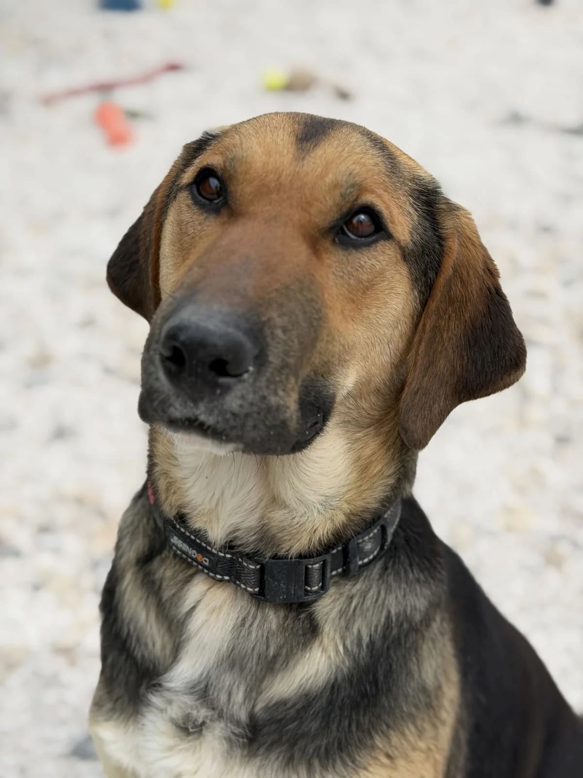 Ramon, hellbraun-schwarz male young Mixed Breed for adoption at Einsame Pfoten Zadar e.V., Niederdreisbach