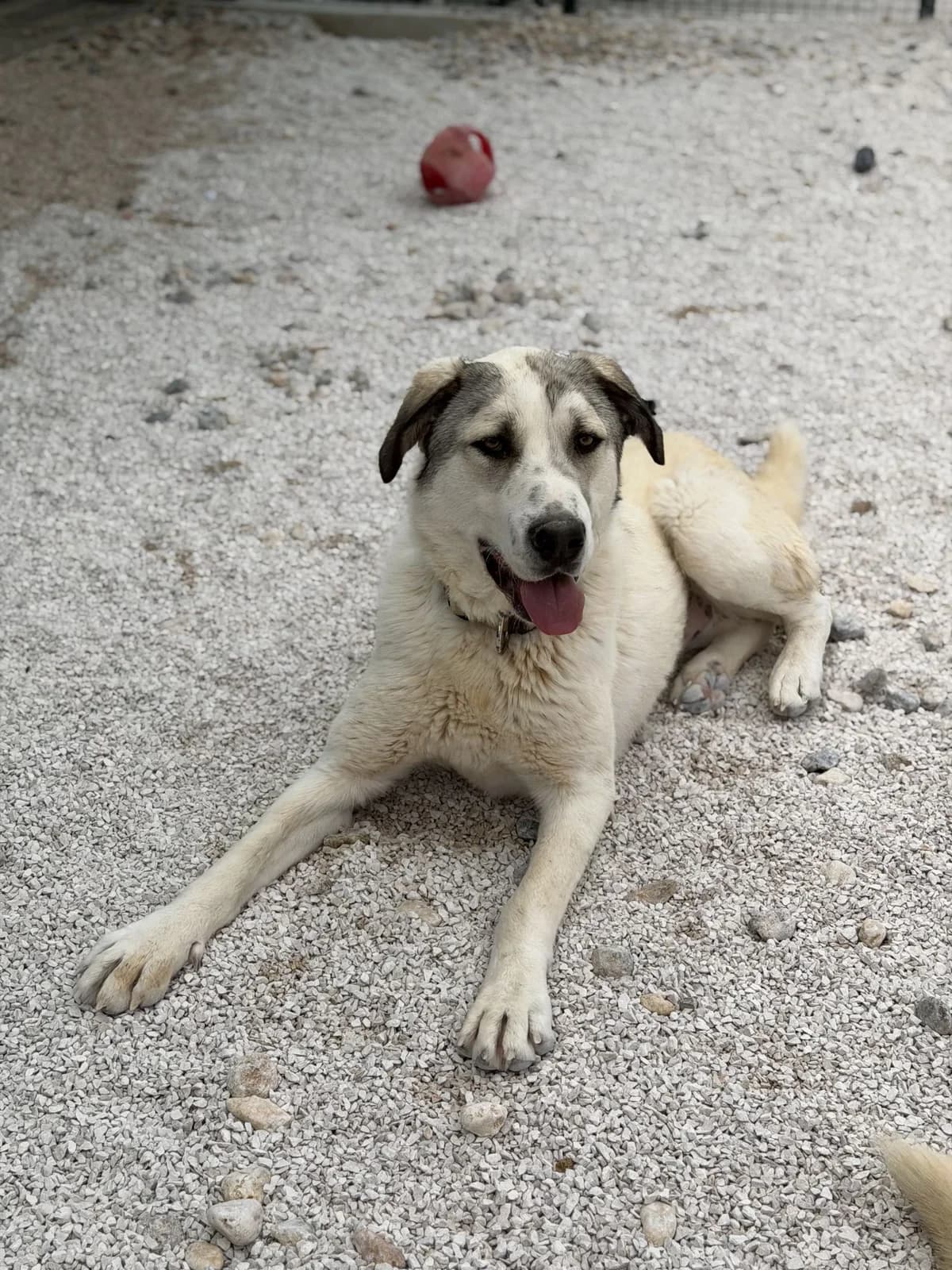 Raphi, Cremefarben-hellbraun male young Mixed Breed for adoption at Einsame Pfoten Zadar e.V., Niederdreisbach