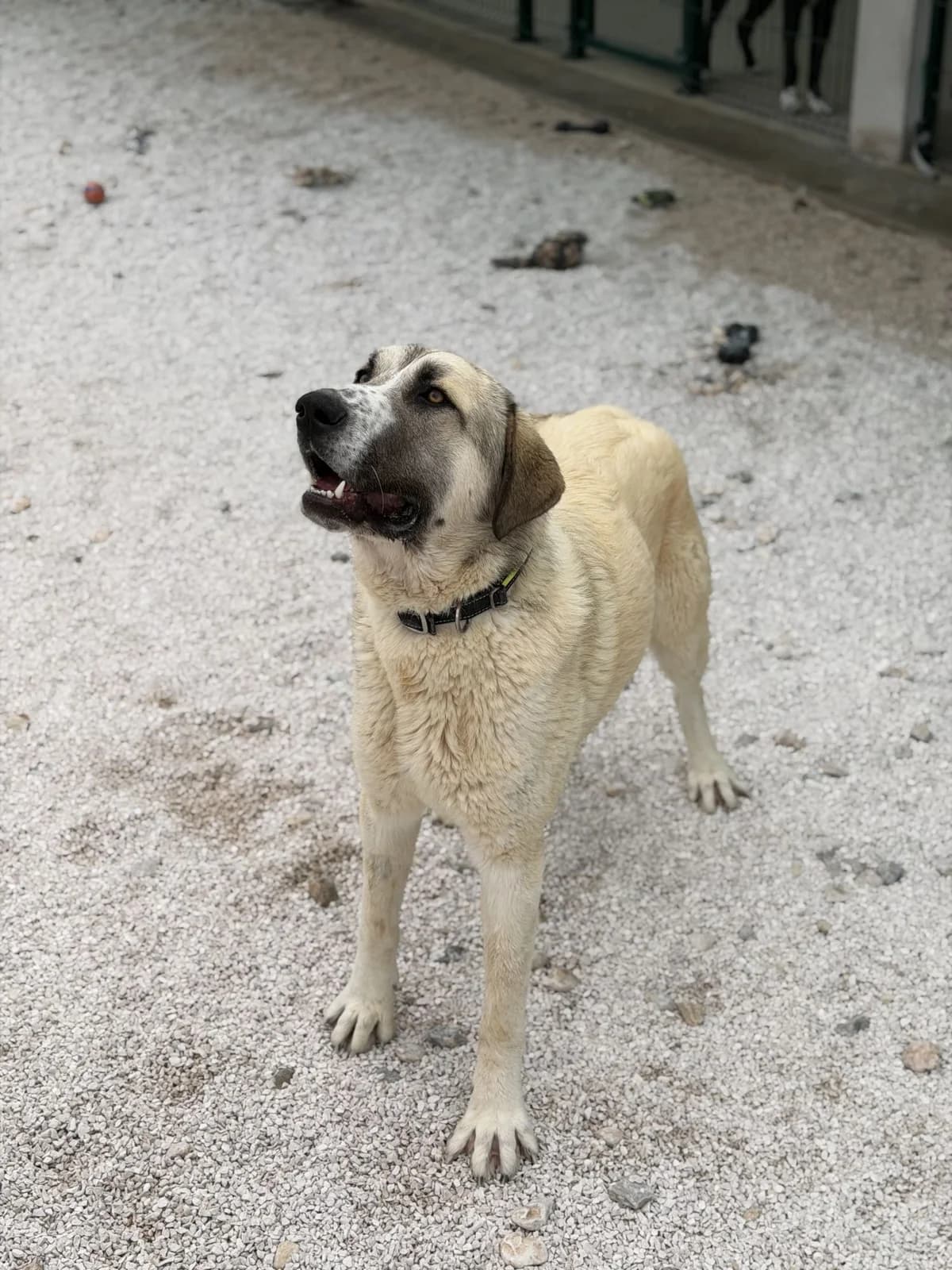 Ringo, Cremefarben-hellbraun male young Mixed Breed for adoption at Einsame Pfoten Zadar e.V., Niederdreisbach