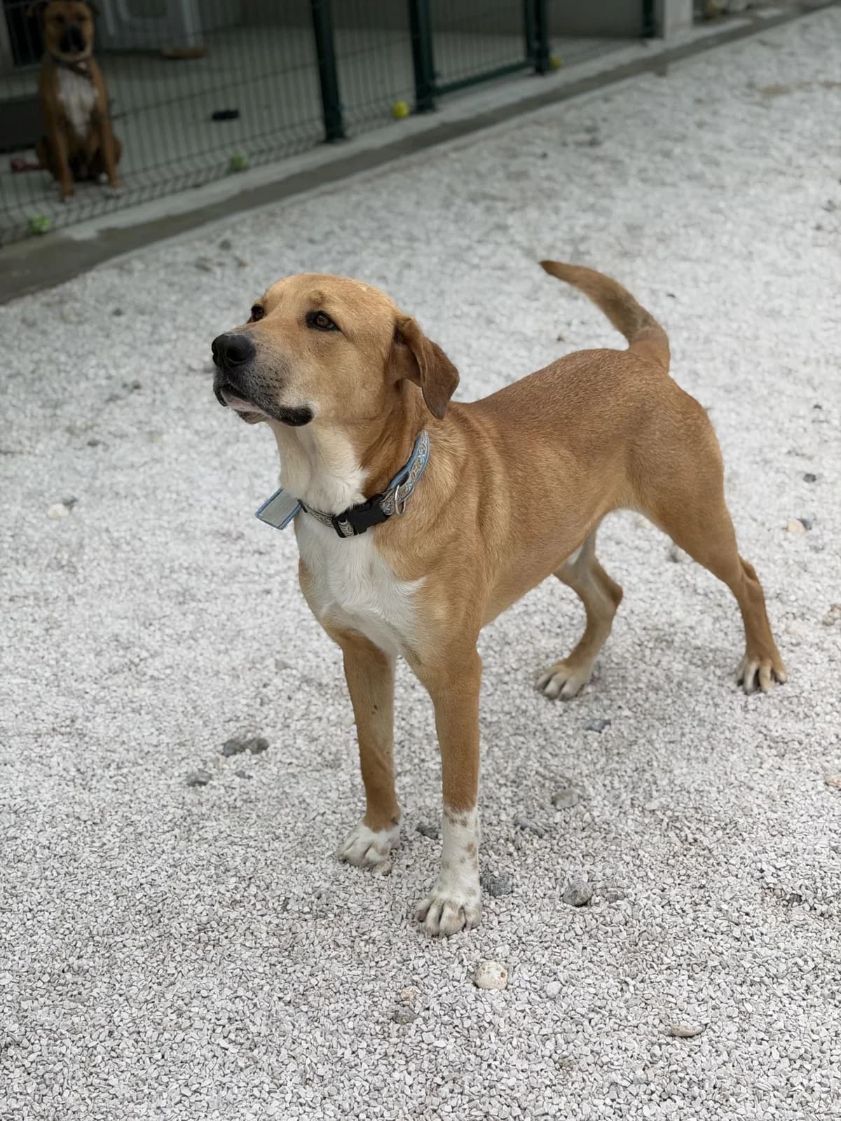 Roll, hellbraun-weiß male 4yo Mixed Breed for adoption at Einsame Pfoten Zadar e.V., Niederdreisbach