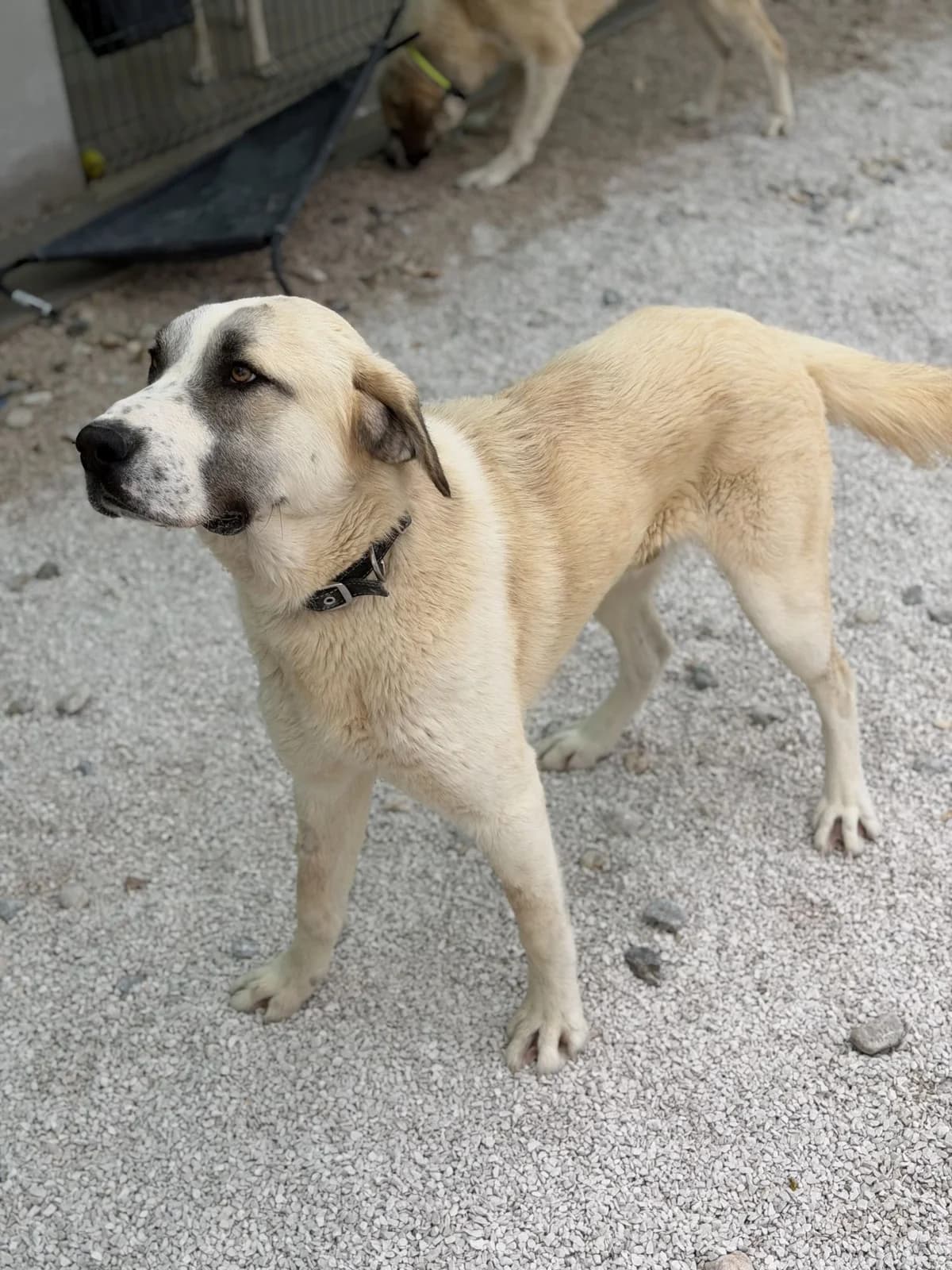 Roy, Cremefarben-hellbraun male young Mixed Breed for adoption at Einsame Pfoten Zadar e.V., Niederdreisbach