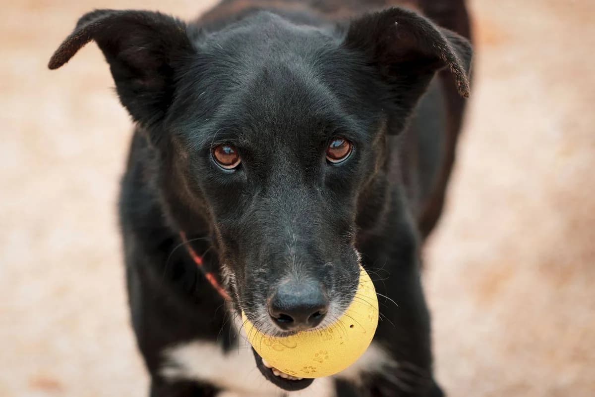 Taki, schwarz male 7yo Mixed Breed for adoption at Einsame Pfoten Zadar e.V., Niederdreisbach