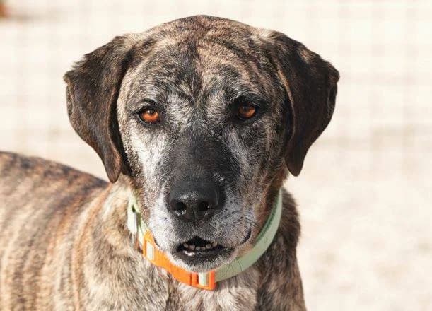 Tena, multicolor: schwarz-grau-braun female 7yo Mixed Breed for adoption at Einsame Pfoten Zadar e.V., Niederdreisbach