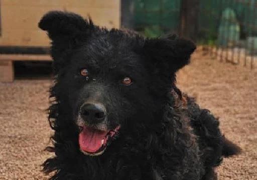 Timmy, schwarz male young Mixed Breed for adoption at Einsame Pfoten Zadar e.V., Niederdreisbach