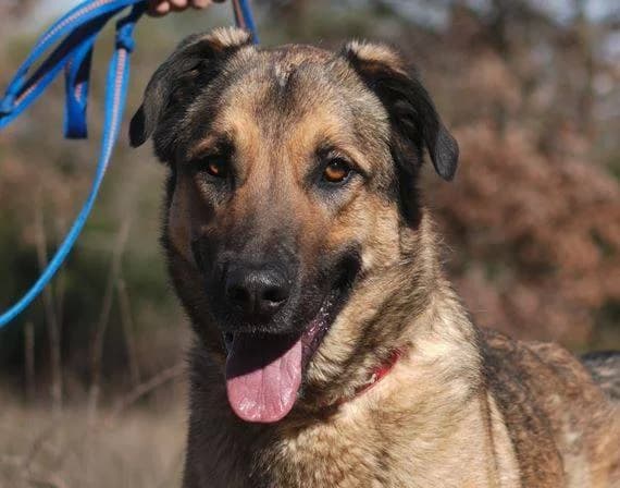 Togo, hellbraun-schwarz male young Mixed Breed for adoption at Einsame Pfoten Zadar e.V., Niederdreisbach