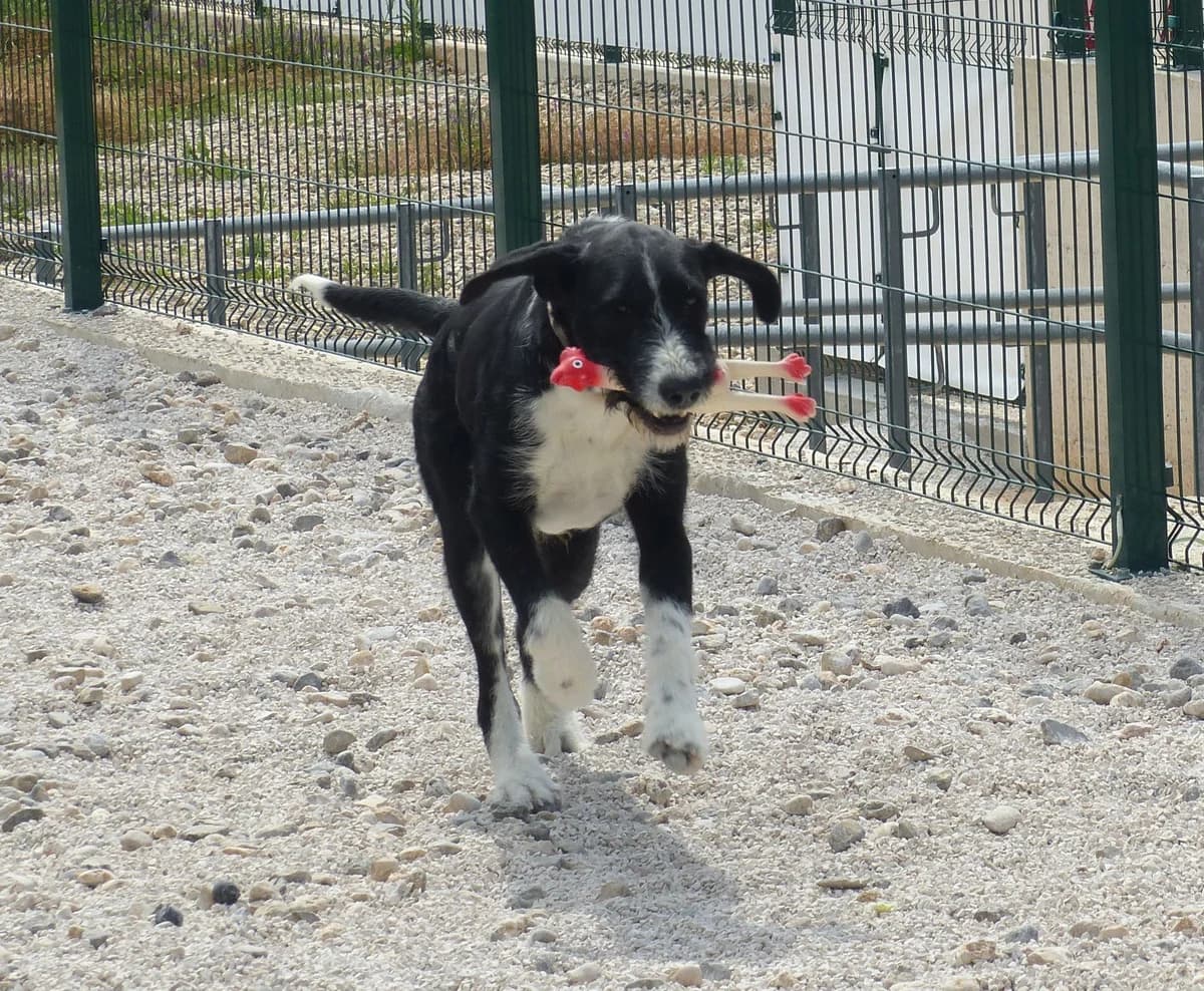 Tom, schwarz-weiß male young Mixed Breed for adoption at Einsame Pfoten Zadar e.V., Niederdreisbach