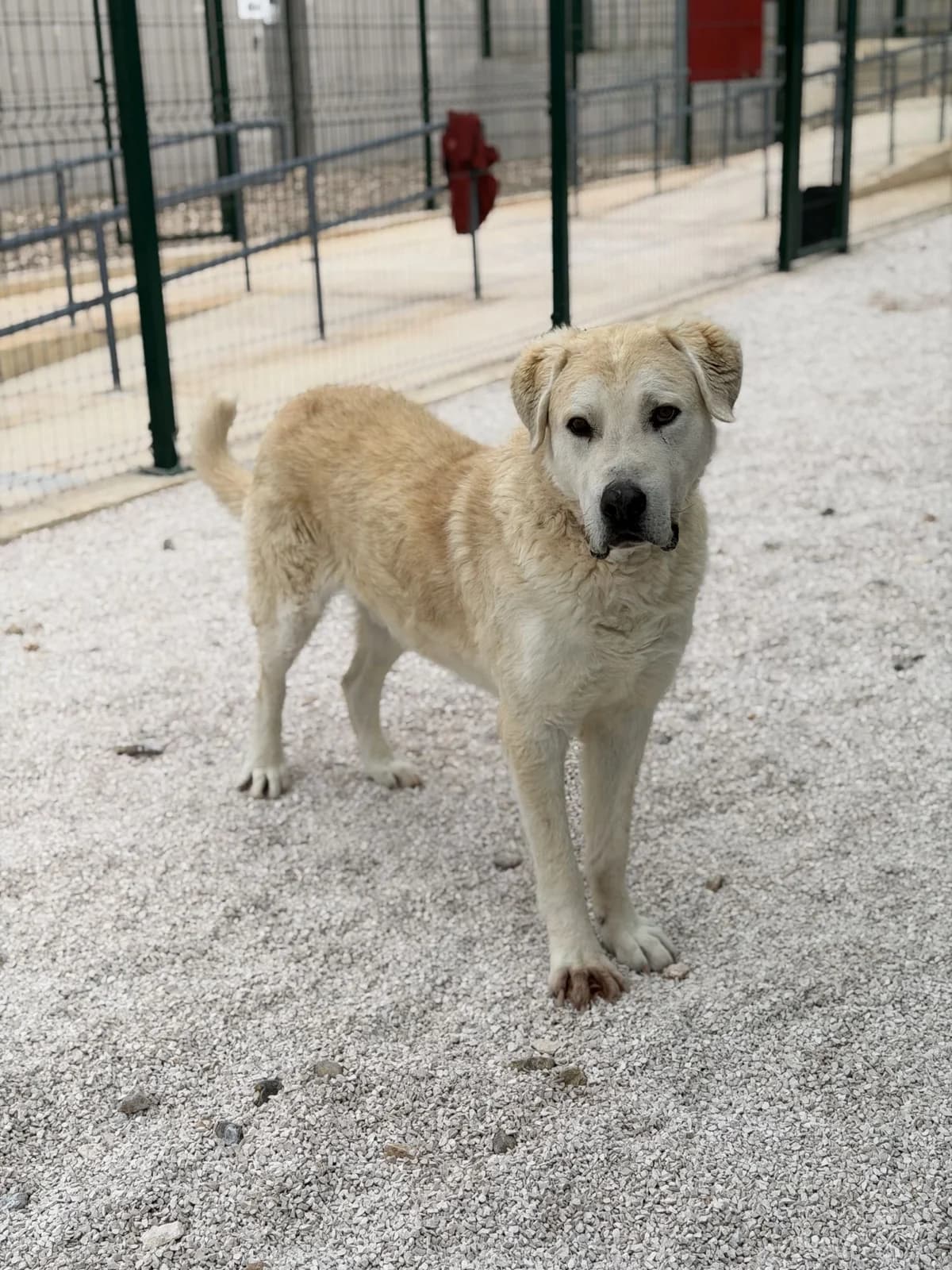 Tristan, cremefarben-weiß male 4yo Mixed Breed for adoption at Einsame Pfoten Zadar e.V., Niederdreisbach