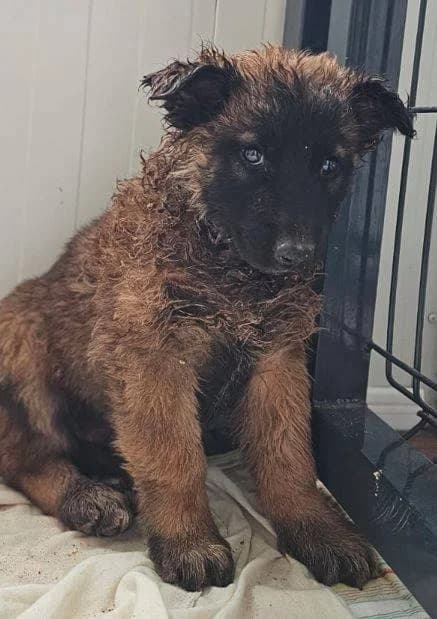 Zari, hellbraun-schwarz female Mixed Breed for adoption at Einsame Pfoten Zadar e.V., Niederdreisbach