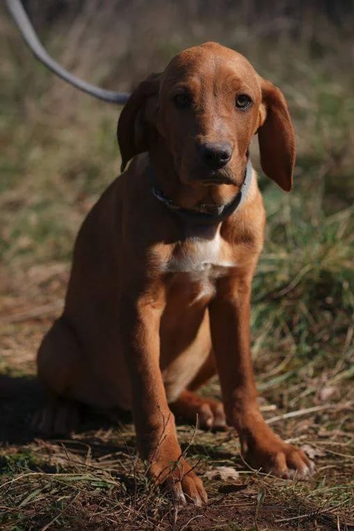 Zlata, hellbraun female puppy Mixed Breed for adoption at Einsame Pfoten Zadar e.V., Niederdreisbach