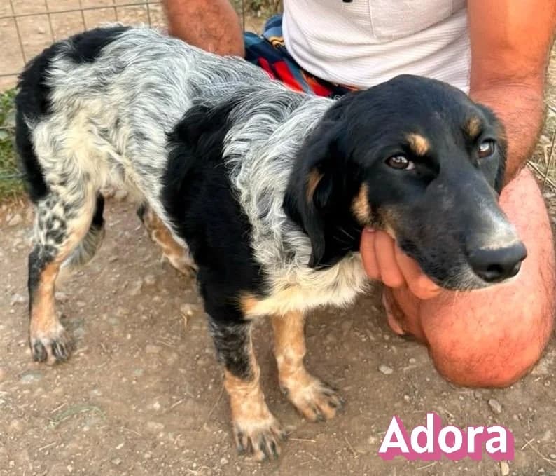 AdoraRasse, schwarz female puppy Mixed Breed for adoption at Elpida & Esperanza, Hoffnung für Straßenhunde e.V., Heppenheim