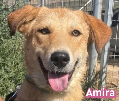 AmiraRasse, female Mixed Breed for adoption at Elpida & Esperanza, Hoffnung für Straßenhunde e.V., Heppenheim