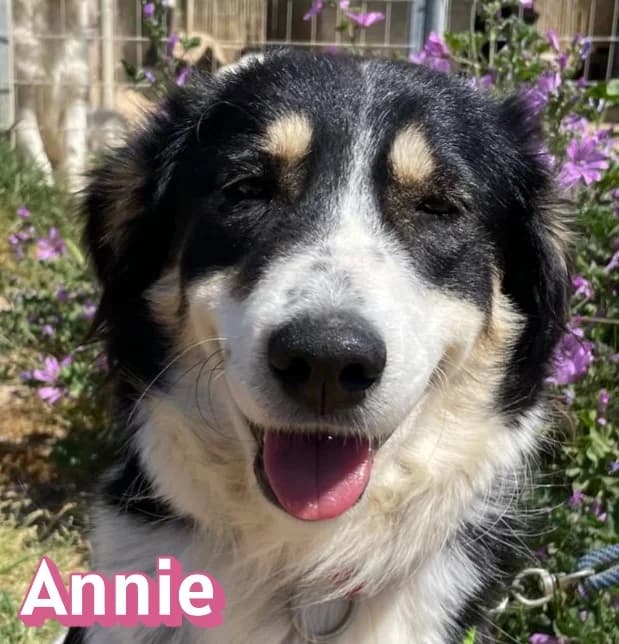 AnnieRasse, schwarz female Mixed Breed for adoption at Elpida & Esperanza, Hoffnung für Straßenhunde e.V., Heppenheim