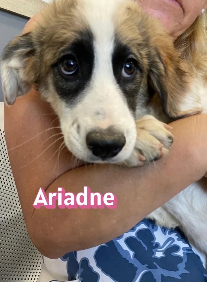 AriadneRasse, schwarz female puppy Mixed Breed for adoption at Elpida & Esperanza, Hoffnung für Straßenhunde e.V., Heppenheim
