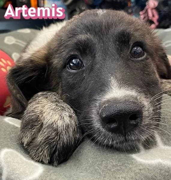 ArtemisRasse, schwarz female puppy Mixed Breed for adoption at Elpida & Esperanza, Hoffnung für Straßenhunde e.V., Heppenheim
