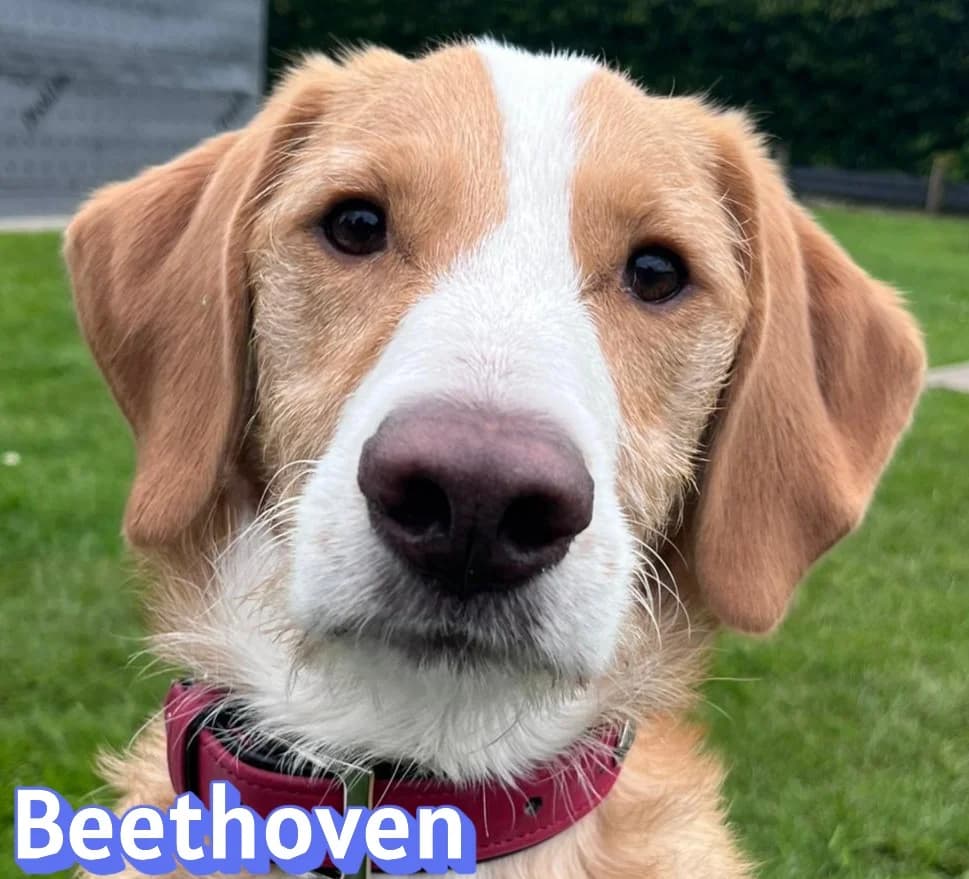 BeethovenRasse, braun male Mixed Breed for adoption at Elpida & Esperanza, Hoffnung für Straßenhunde e.V., Heppenheim