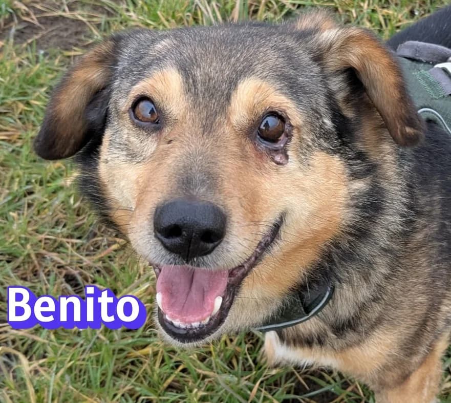 BenitoRasse, schwarz male Mixed Breed for adoption at Elpida & Esperanza, Hoffnung für Straßenhunde e.V., Heppenheim