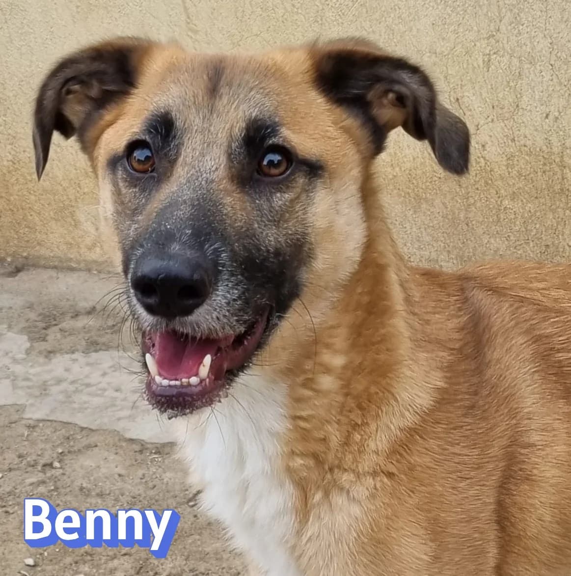 BennyRasse, braun male puppy Mixed Breed for adoption at Elpida & Esperanza, Hoffnung für Straßenhunde e.V., Heppenheim