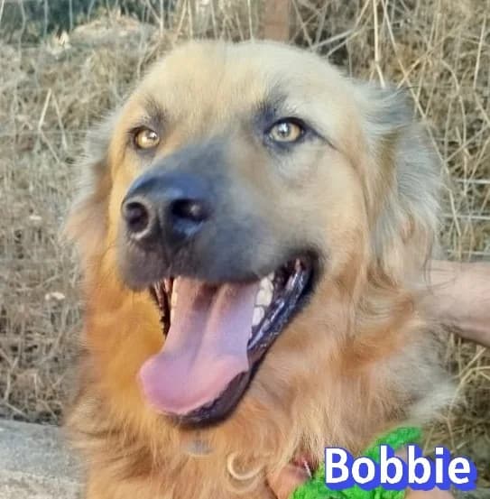 BobbieRasse, male Mixed Breed for adoption at Elpida & Esperanza, Hoffnung für Straßenhunde e.V., Heppenheim